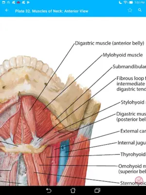 Anatomy Atlas, USMLE, Clinical android App screenshot 4